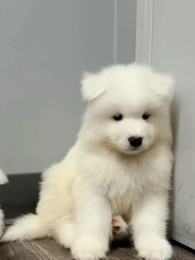 Ảnh Chó Samoyed Trắng Muốt, Nụ Cười Thiên Thần