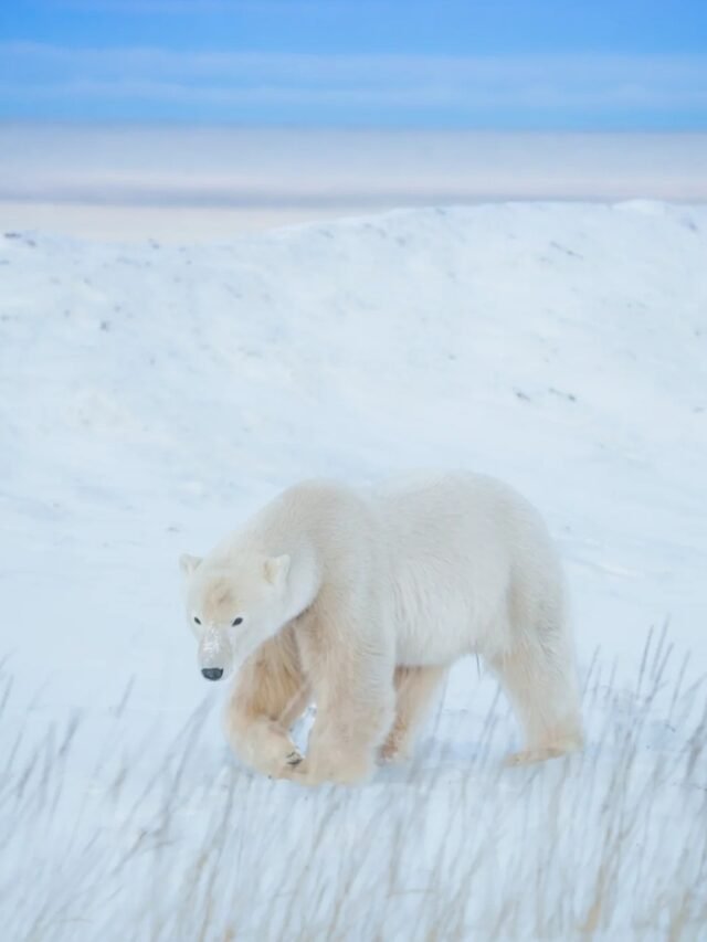 Gấu Bắc Cực – Ảnh Đẹp Phù Hợp Minh Họa & Hình Nền