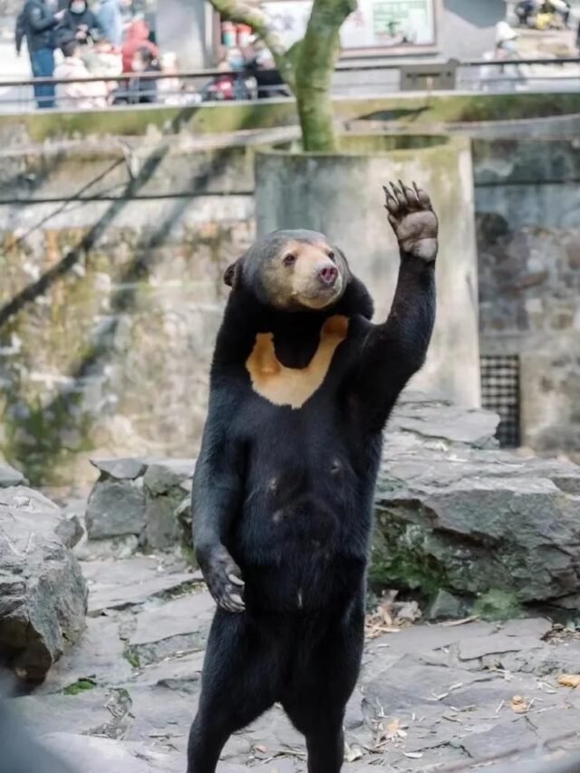 Gấu chó trong tự nhiên – Bộ sưu tập ảnh đẹp