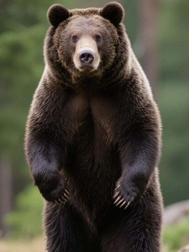 Hình ảnh gấu nâu đáng yêu phù hợp làm ảnh nền, avatar