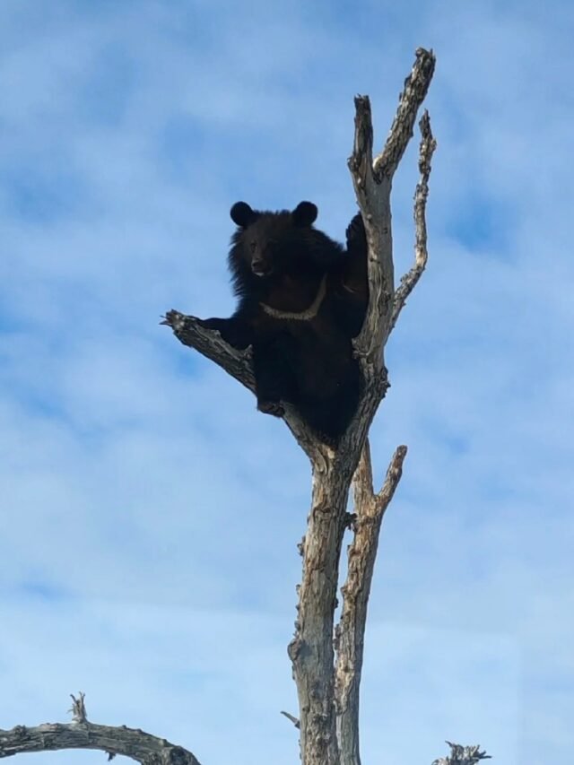 Hình ảnh gấu ngựa trong tự nhiên qua những khoảnh khắc đẹp