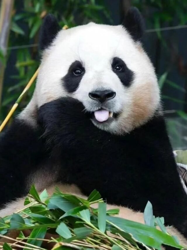 Hình ảnh gấu trúc đáng yêu trong tự nhiên