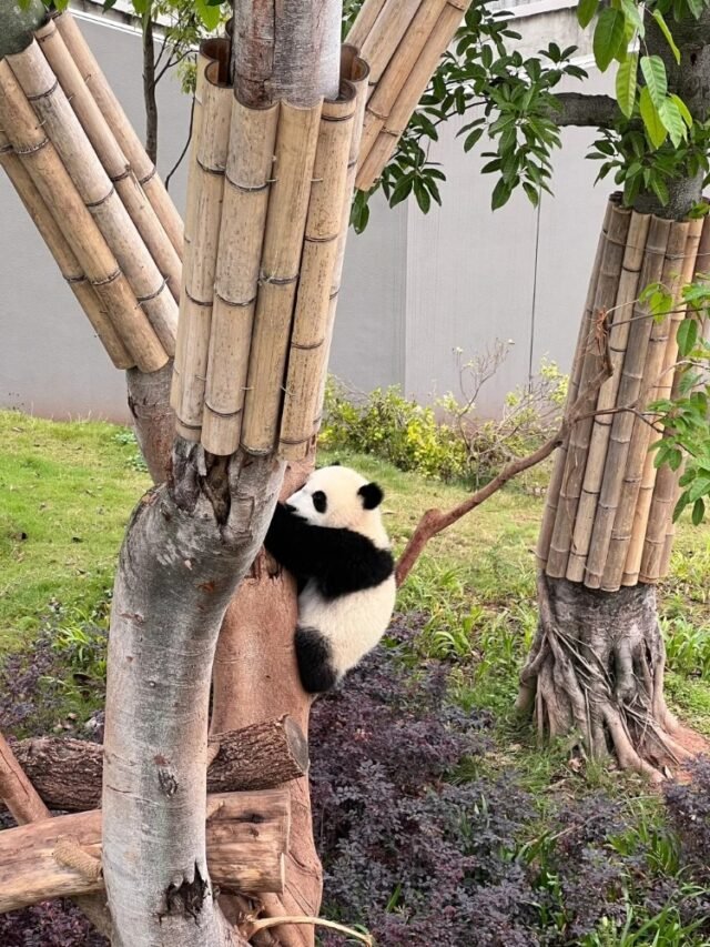 Bộ ảnh gấu trúc cute phù hợp làm avatar