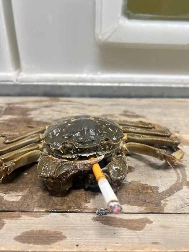 Hình ảnh bựa độc lạ – Giải trí theo cách lầy lội