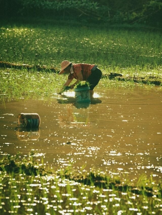 Hình Ảnh Nghề Nông Truyền Thống Gần Gũi Và Chân Thực