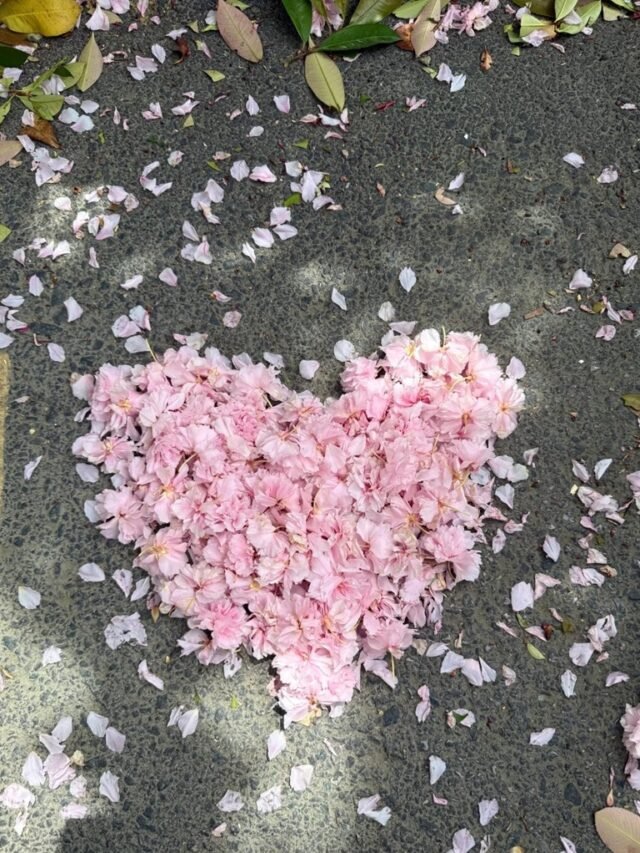 Hình nền hoa anh đào rơi lãng mạn cho điện thoại, PC