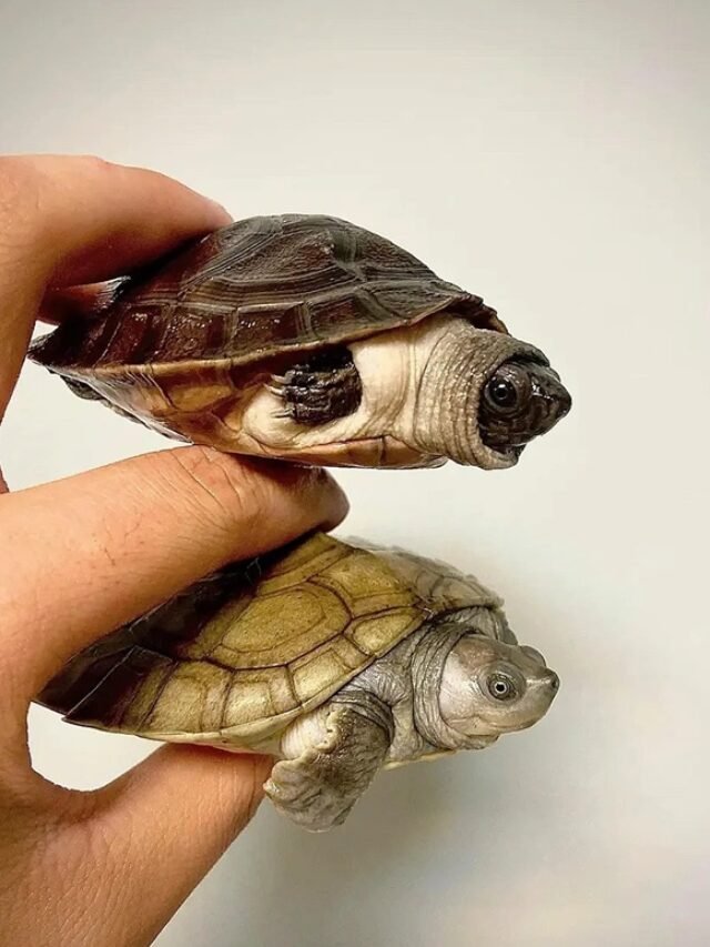 Ảnh rùa ba gờ – Ngoại hình độc đáo với mai nổi đặc trưng