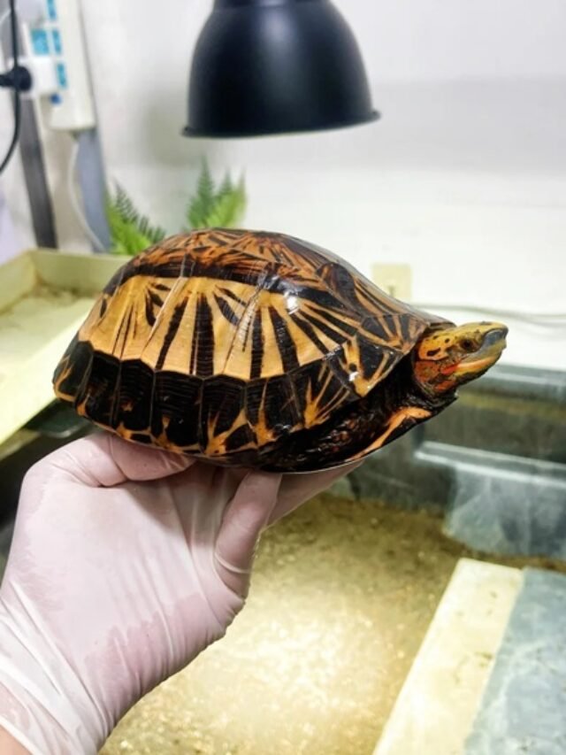 Ảnh rùa bụng vàng đẹp lạ – Vẻ cuốn hút khó rời mắt