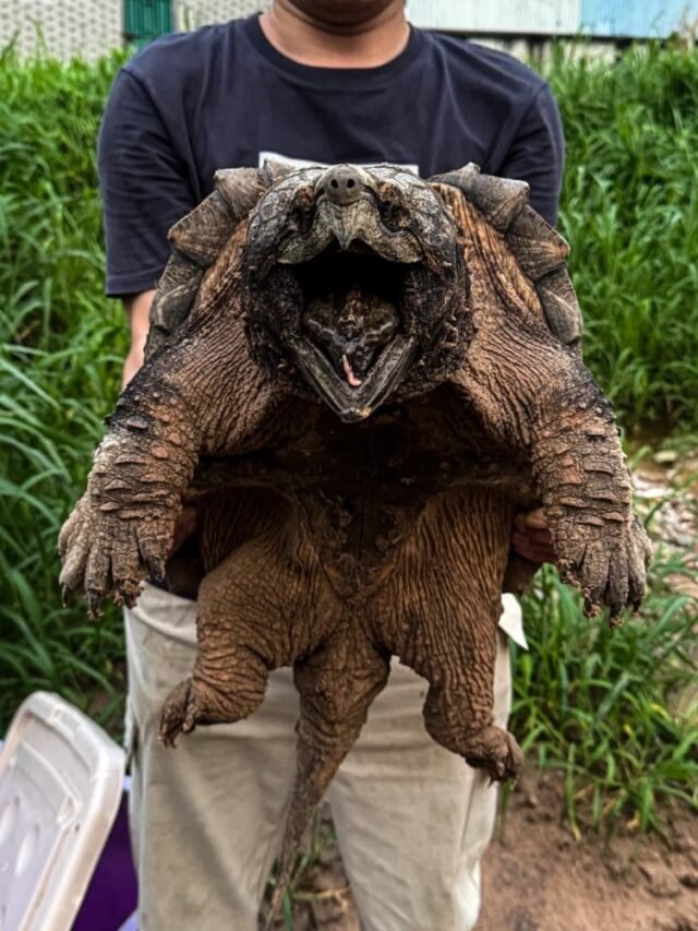 Ảnh rùa cá sấu với ngoại hình dữ dằn và mai gai góc