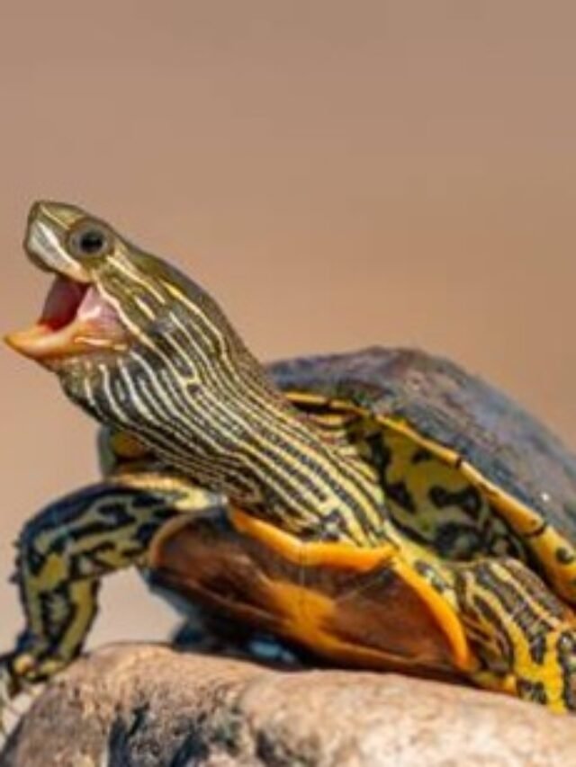 Ảnh rùa cổ sọc – Hình ảnh nhận dạng loài rùa nước ngọt