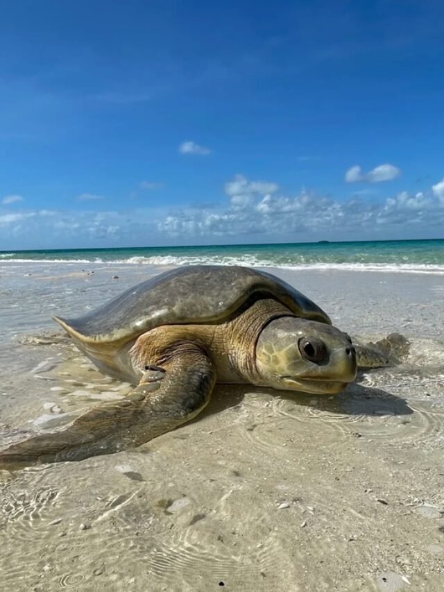 Ảnh rùa da – Loài rùa biển khổng lồ với mai mềm độc đáo