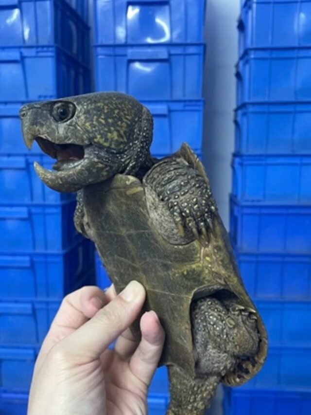 Ảnh rùa đầu to – Ngoại hình khác biệt giữa thế giới rùa