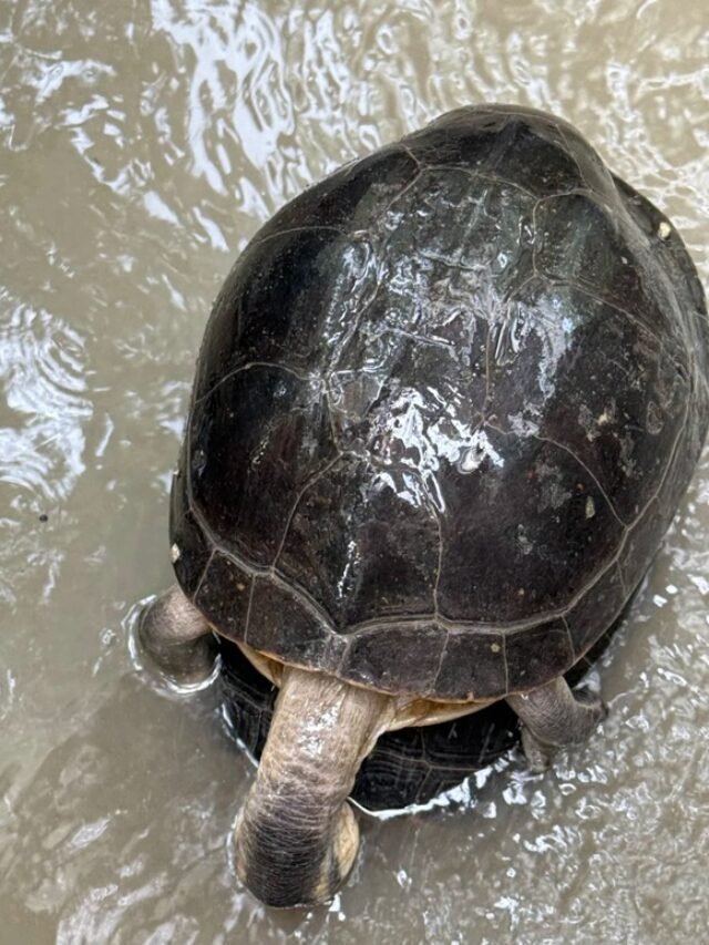 Ảnh rùa hộp – Khoảnh khắc khép mai độc đáo hiếm gặp