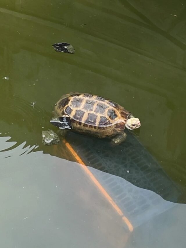 Ảnh rùa núi vàng với màu mai đặc trưng