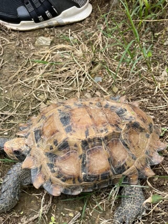 Ảnh rùa núi viền – Viền mai nổi bật giữa rừng núi