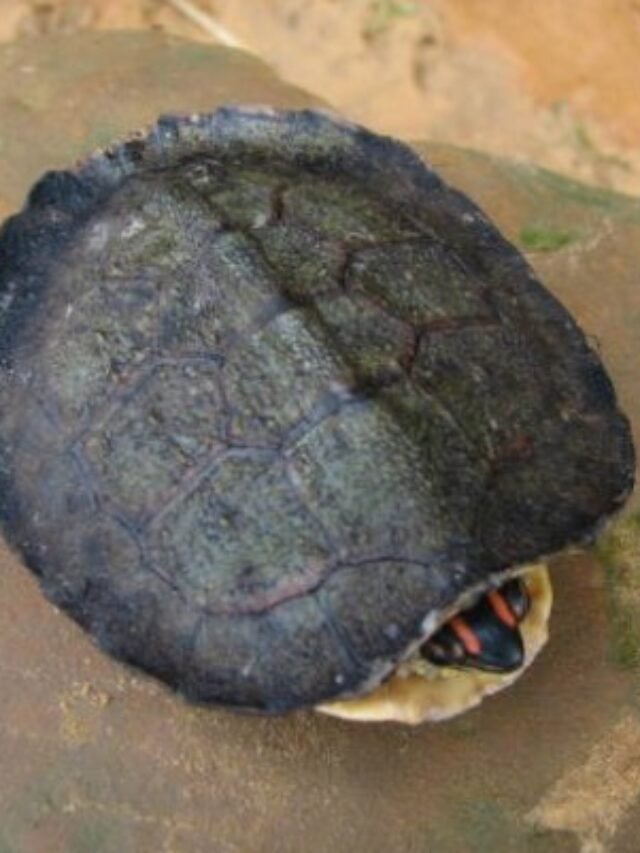 Ảnh Rùa Răng Độc Lạ – Hình Dáng Hiếm Gặp, Ít Người Biết