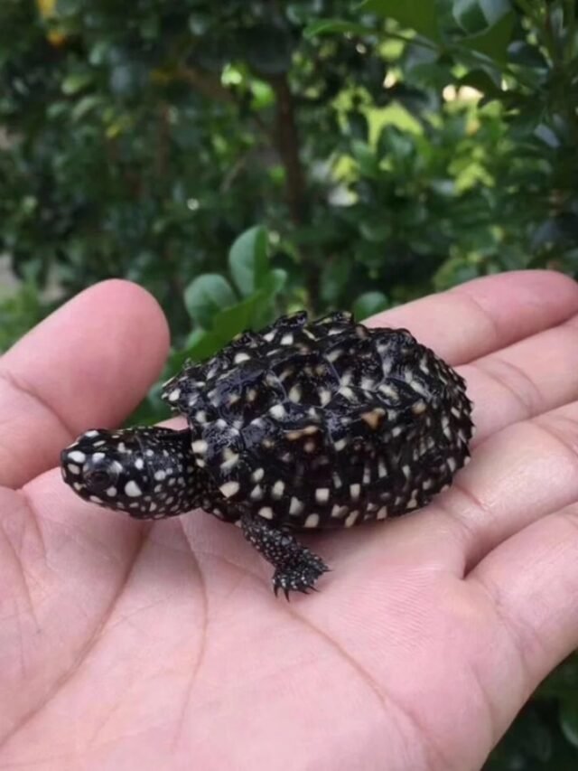 Ảnh rùa sao đêm – Hoa văn như bầu trời sao huyền bí