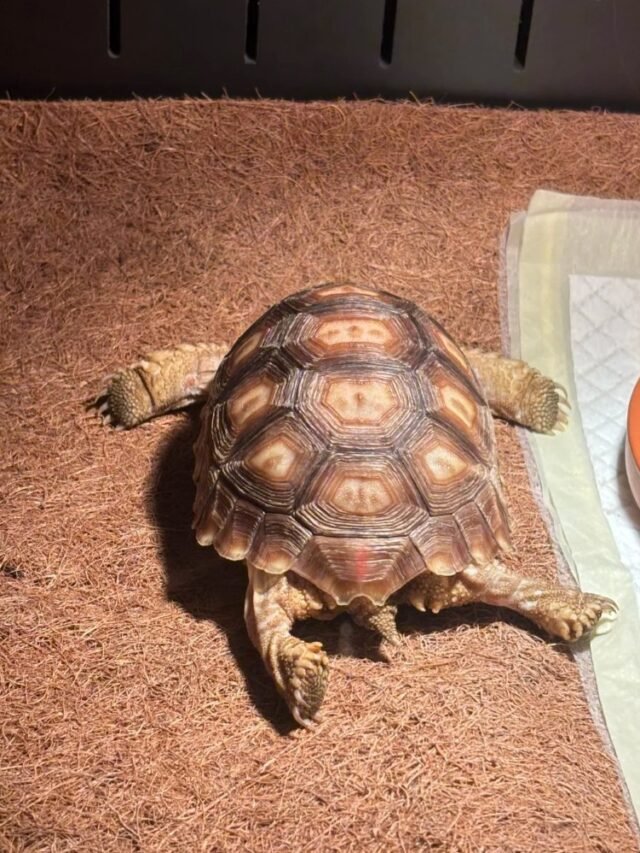 Ảnh rùa Sulcata – Hình ảnh rùa cạn khổng lồ ấn tượng