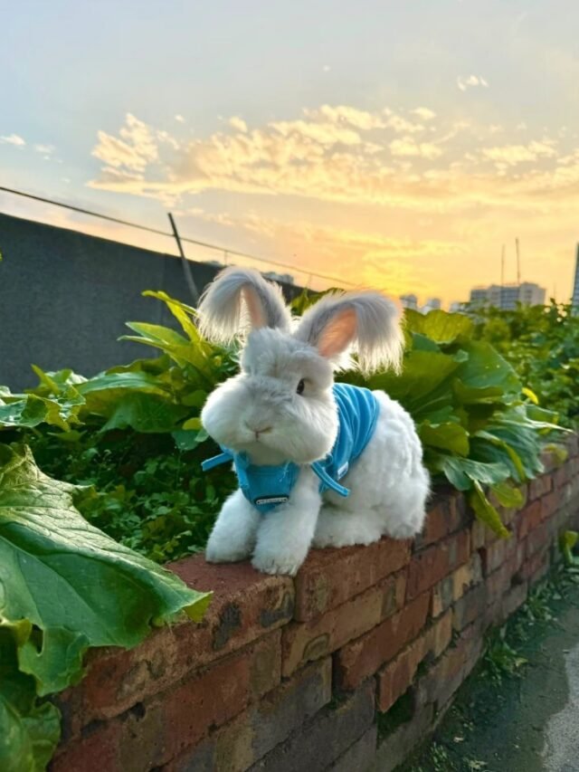 Ảnh thỏ Angora – Bộ lông bông xù mềm mịn cuốn hút