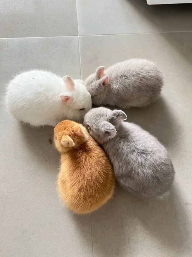 Ảnh thỏ cảnh – Khoảnh khắc đáng yêu của thú cưng nhỏ gọn