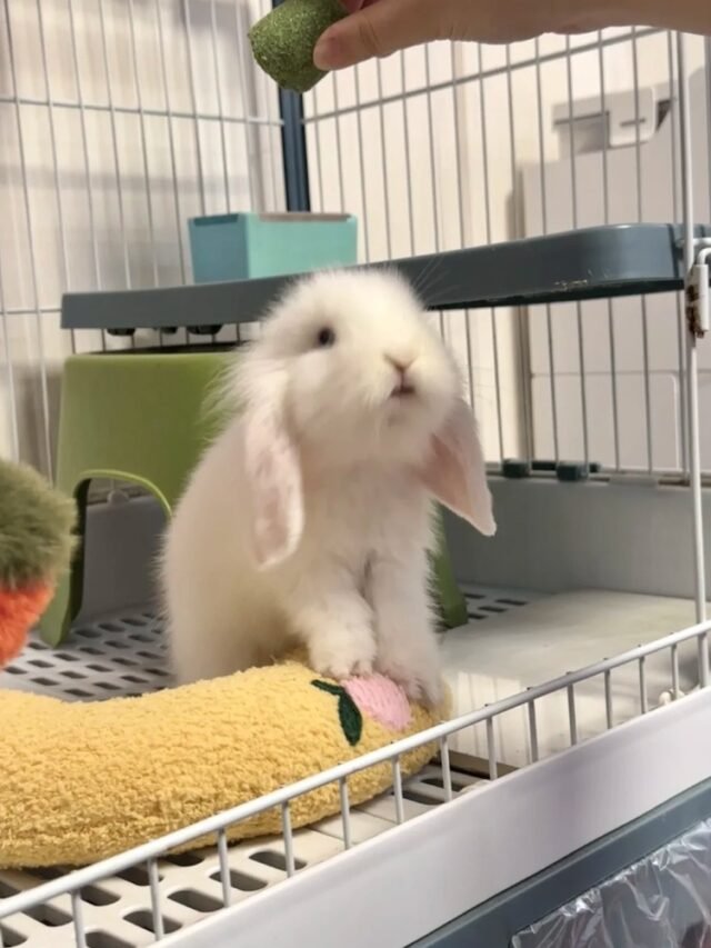 Ảnh thỏ Holland Lop – Tai cụp tròn xinh, vẻ ngoài đáng yêu