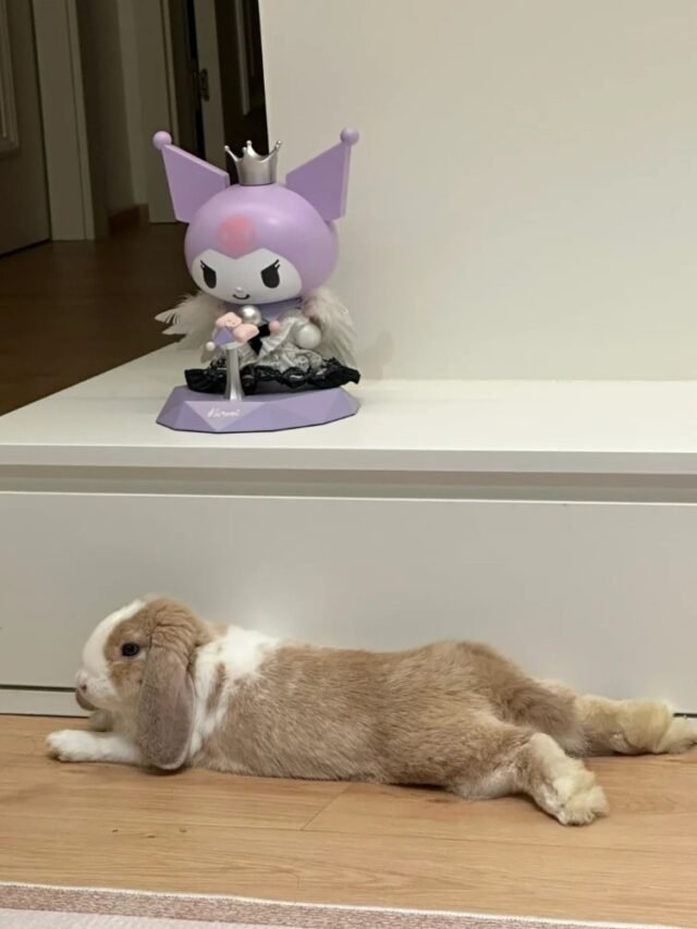 Hình ảnh thỏ khổng lồ nổi bật giữa thế giới loài thỏ