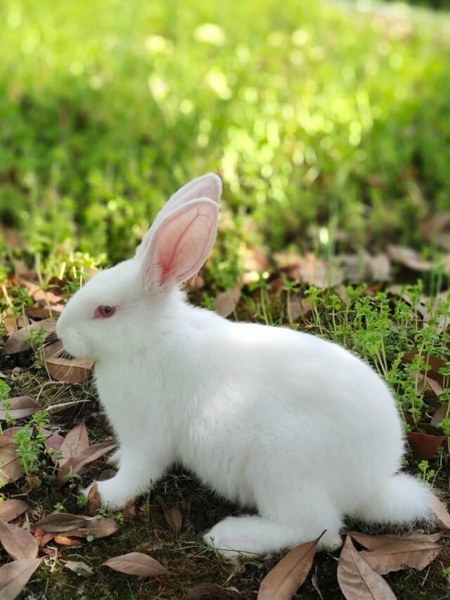 Ảnh thỏ New Zealand – Dáng lớn khỏe, bộ lông trắng nổi bật
