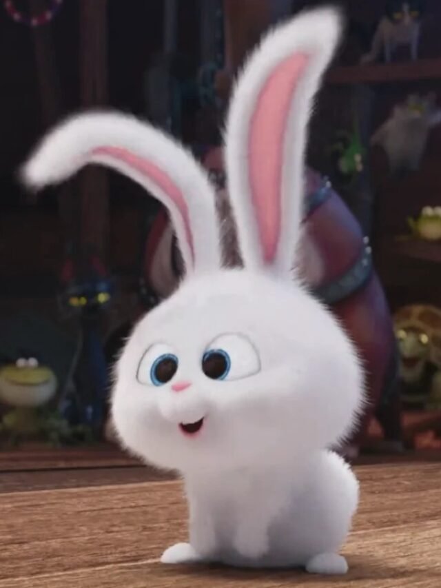 Hình ảnh thỏ snowball tròn xoe gây thiện cảm