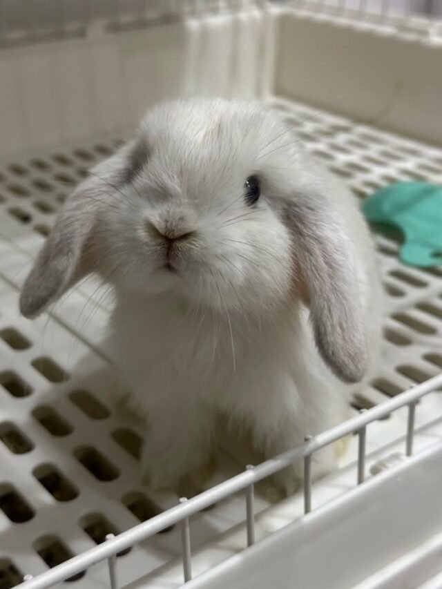 Ảnh thỏ tai cụp – Vẻ đáng yêu mềm mại khó cưỡng