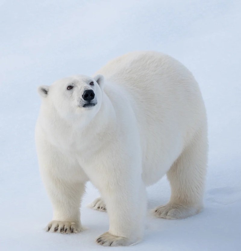 gấu bắc cực 10
