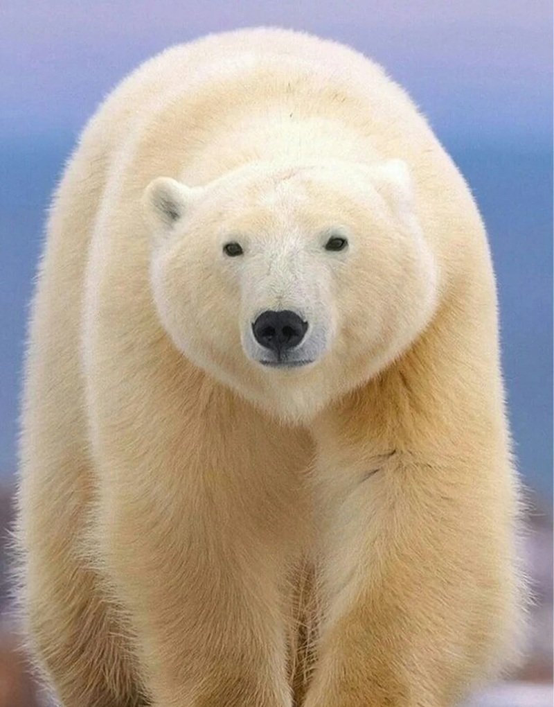 gấu bắc cực 11