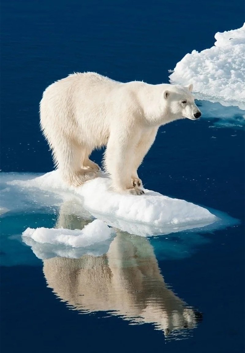 gấu bắc cực 12
