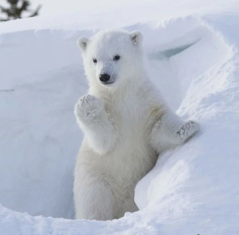 gấu bắc cực 13
