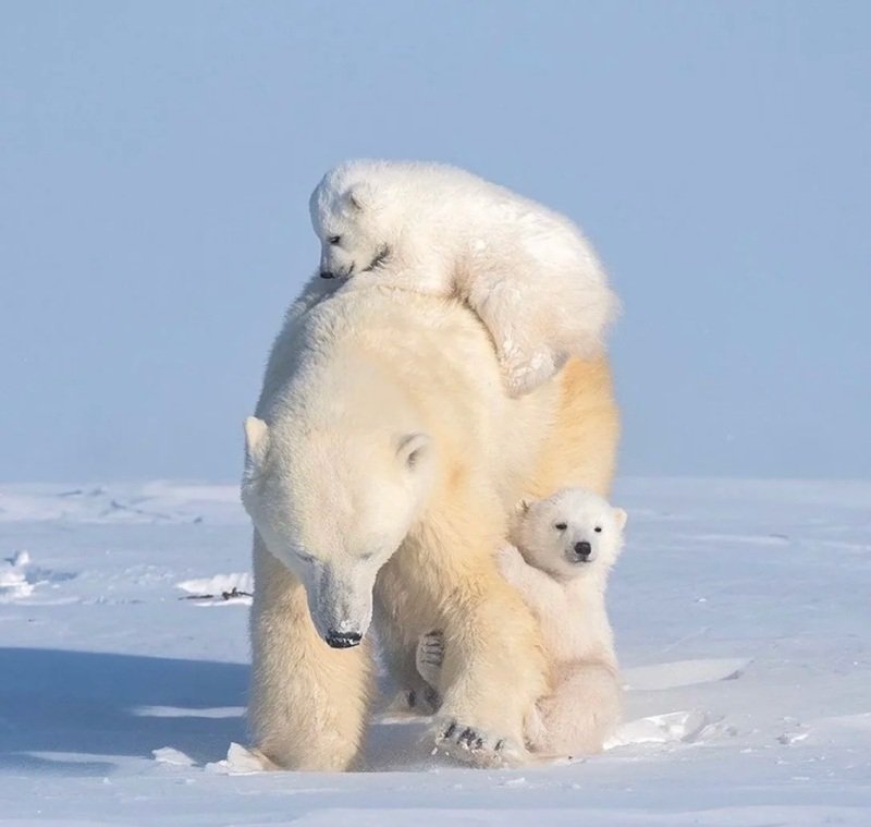 gấu bắc cực 14