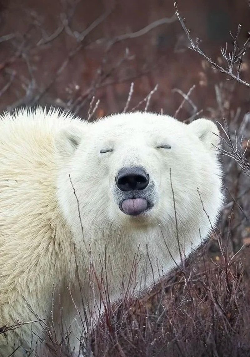 gấu bắc cực 15
