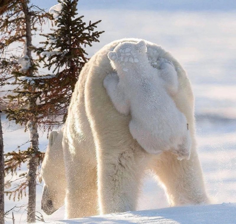 gấu bắc cực 17