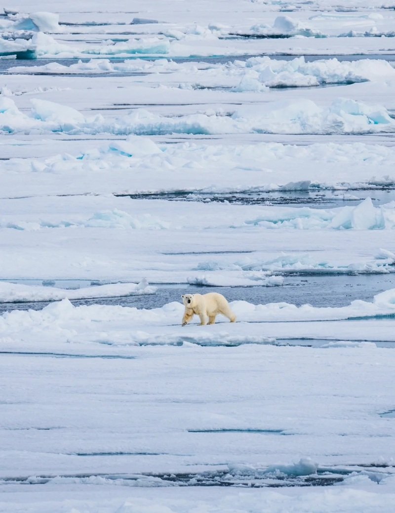 gấu bắc cực 18
