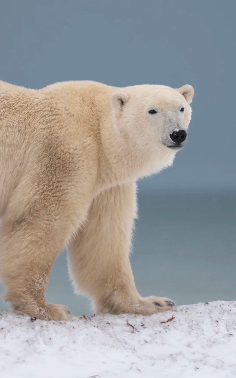 gấu bắc cực 2