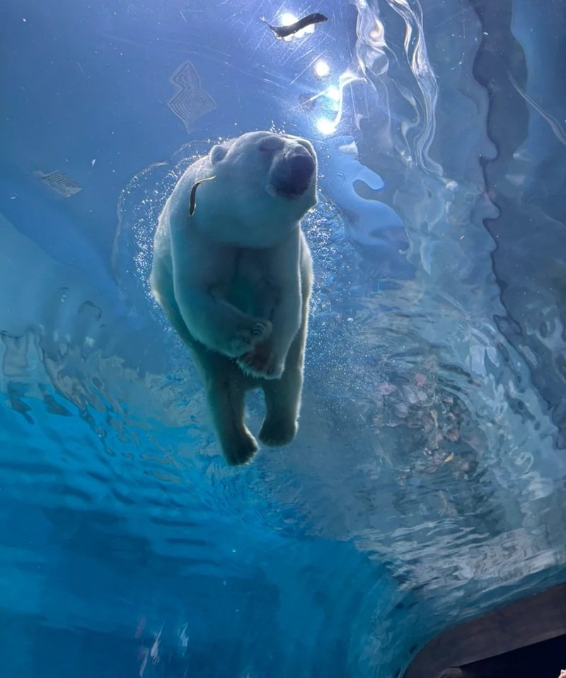 gấu bắc cực 20