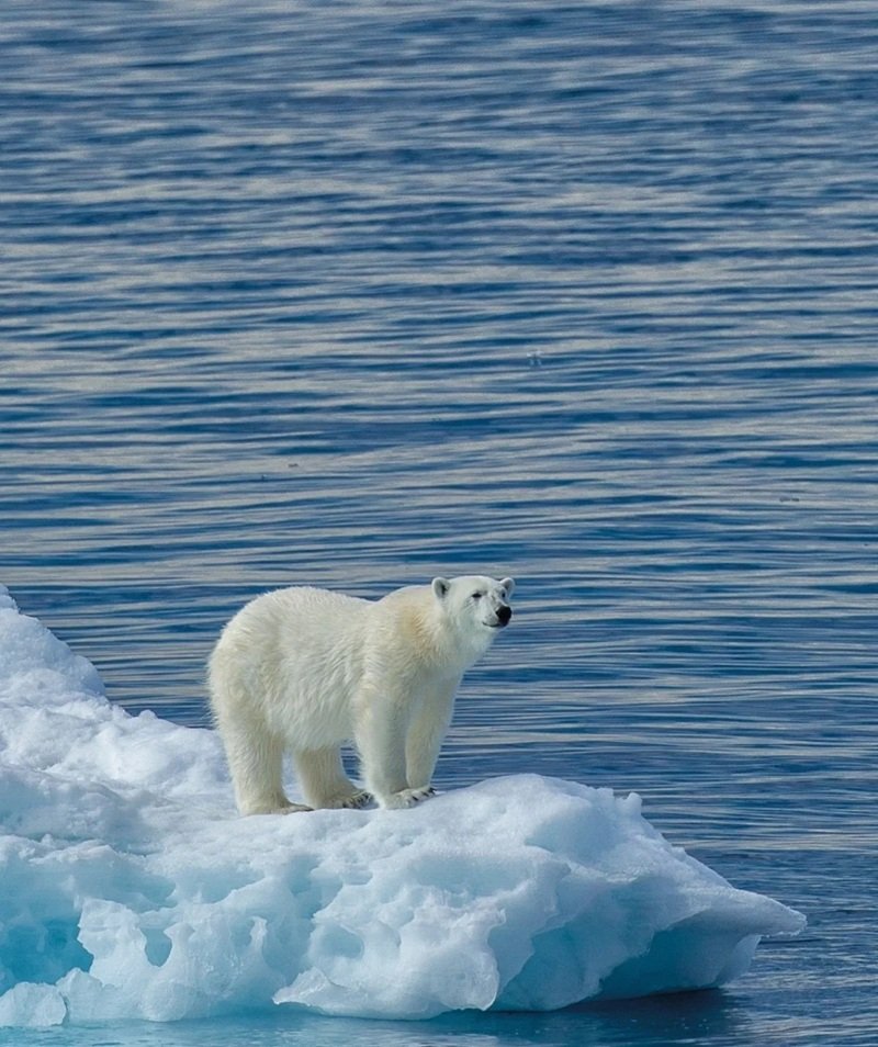 gấu bắc cực 21