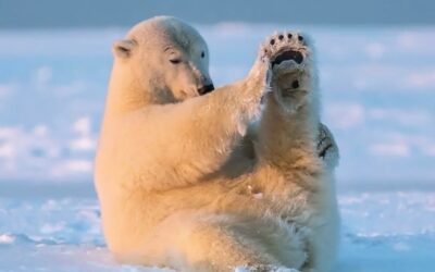 186+ Gấu Bắc Cực – Bộ Sưu Tập Hình Ảnh Trắng Tuyết Ấn Tượng
