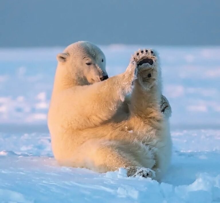 186+ Gấu Bắc Cực – Bộ Sưu Tập Hình Ảnh Trắng Tuyết Ấn Tượng