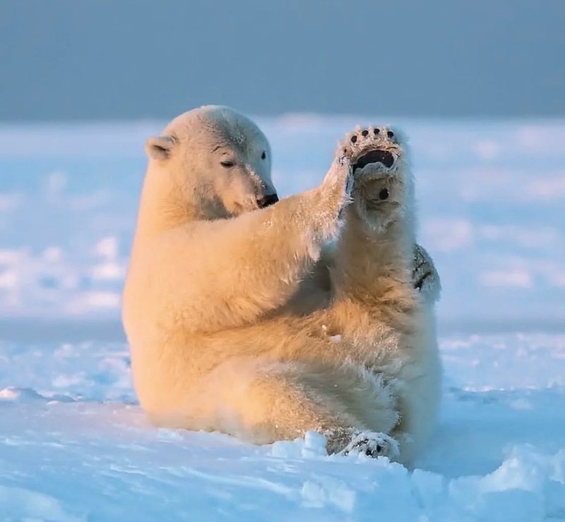 186+ Gấu Bắc Cực – Bộ Sưu Tập Hình Ảnh Trắng Tuyết Ấn Tượng