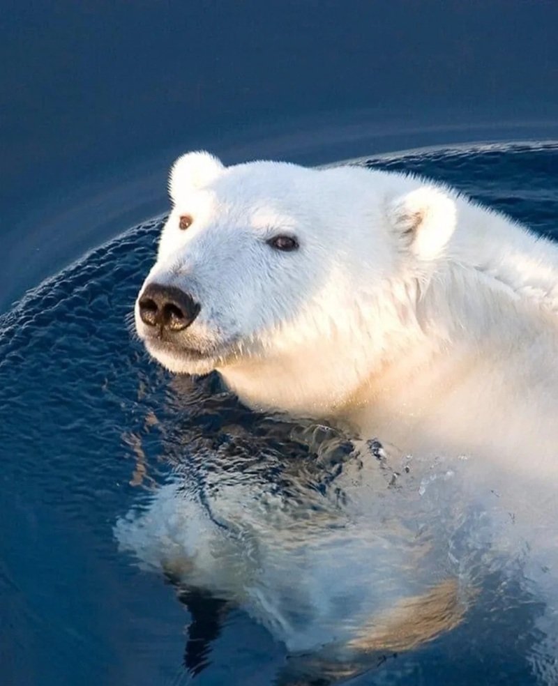 gấu bắc cực 23