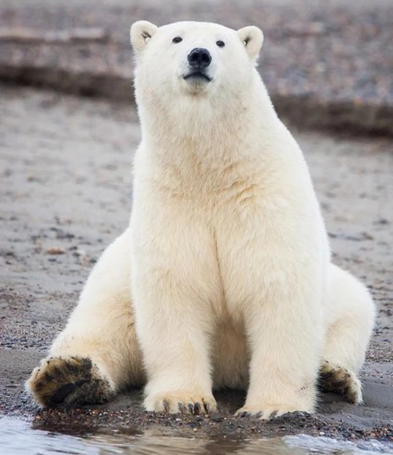 gấu bắc cực 24