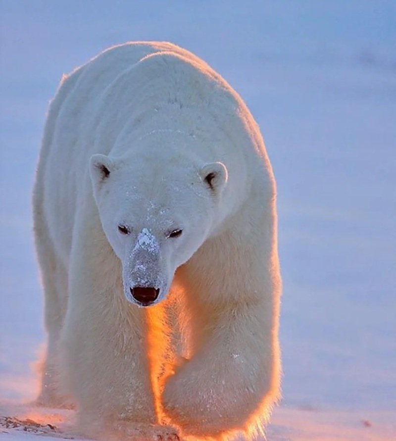 gấu bắc cực 25