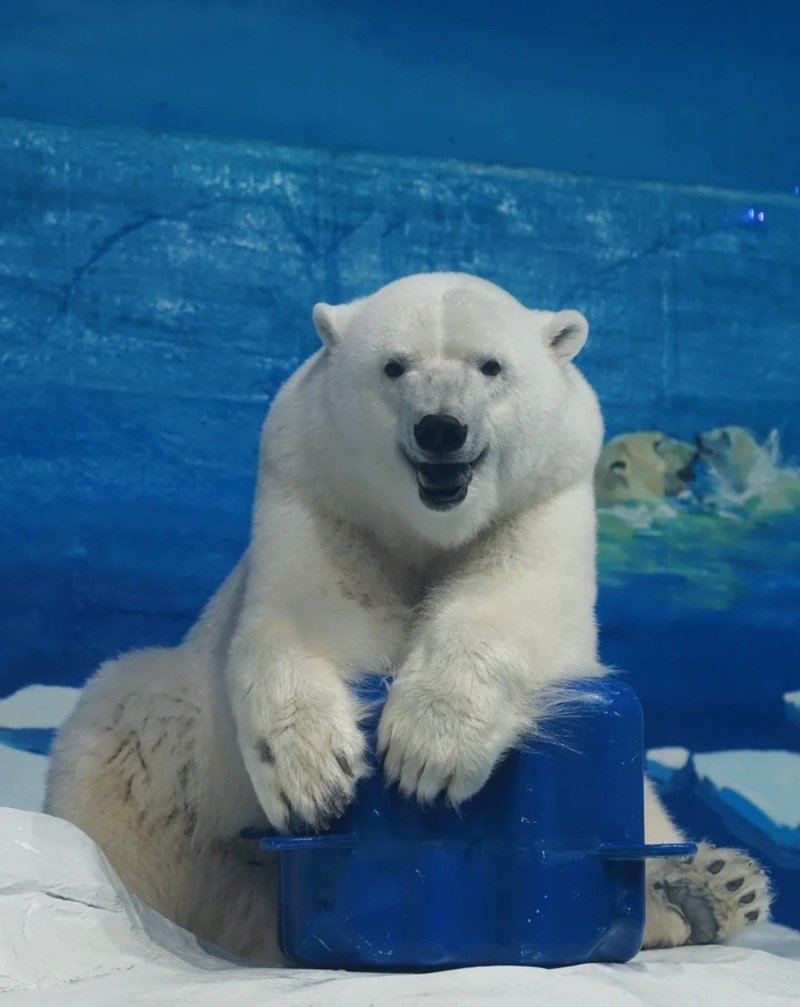 gấu bắc cực 27