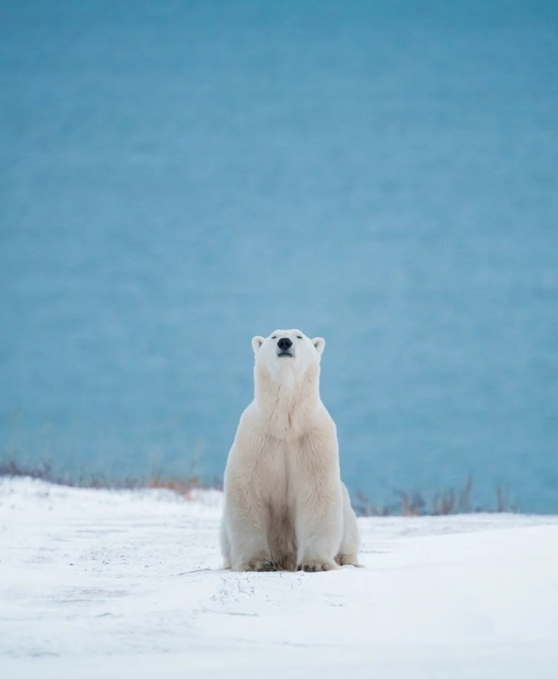 gấu bắc cực 28