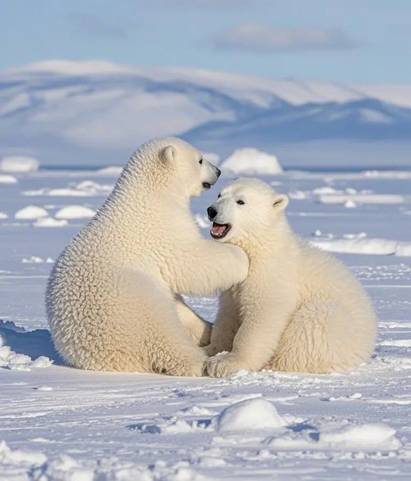 gấu bắc cực 3