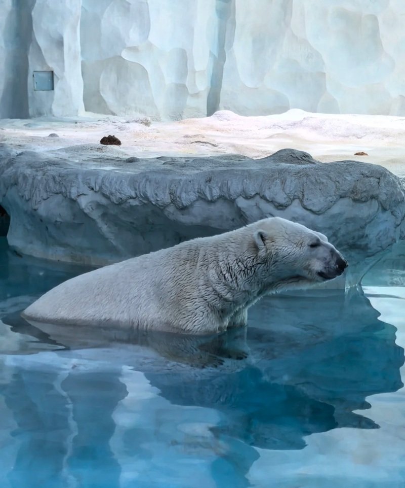 gấu bắc cực 30